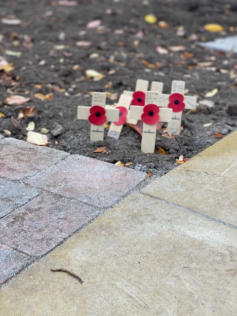 Poppies on Remembrance Day
